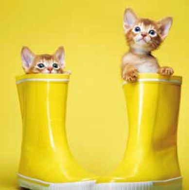 cuadros infantiles de gatos