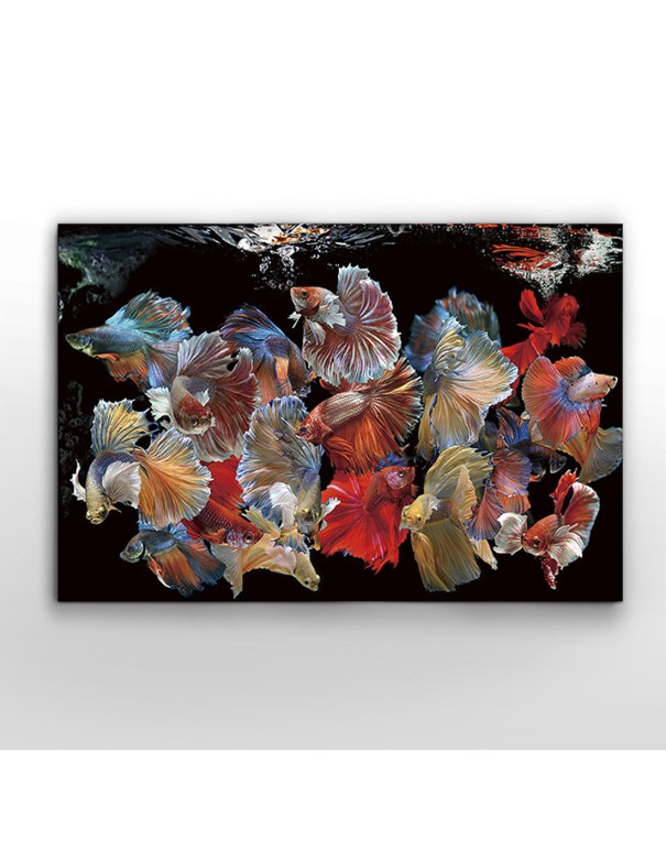 Fotografía Peces Siam