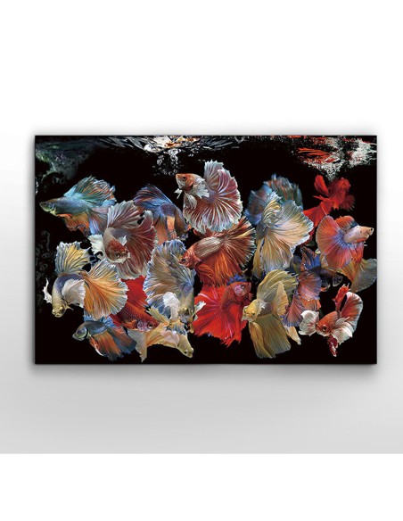 Fotografía Peces Siam